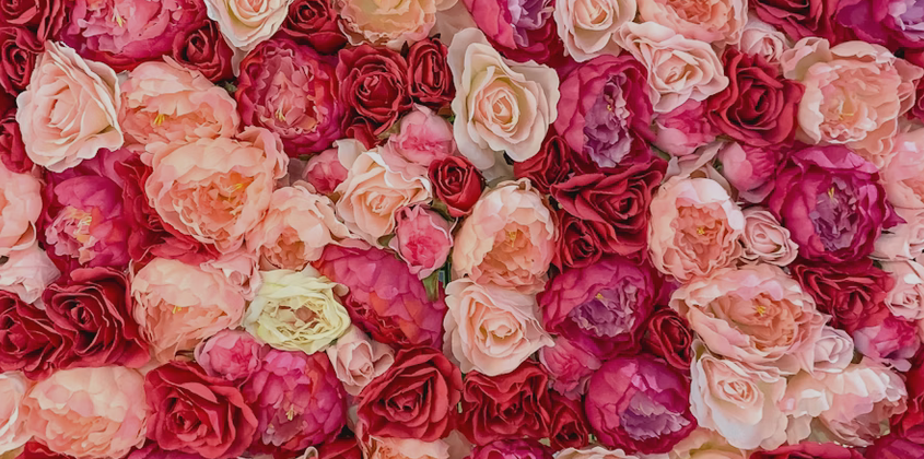 Wall of pink and red roses